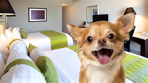 hotel petfriendly puebla|The 10 Best Pet Friendly Hotels in Puebla 2023 (with Prices .